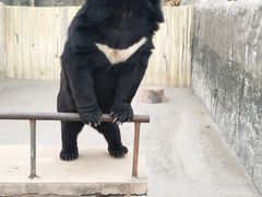 -东方熊牧场