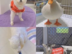 -怪兽屋·羊驼·猫咖·狗咖(俊华广场店)