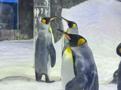 -悉尼海洋生物水族馆