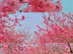 -天适樱花悠乐园