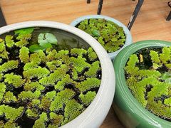 -813芭依珊 BAESAn(皇冠十畝地店)