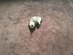 -猫猫幼稚园·撸猫·桌游·电玩