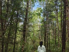 -汤旺河林海奇石景区
