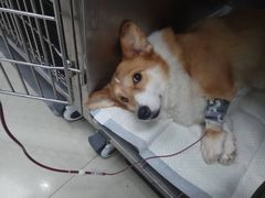 -申普宠物医院·眼科·心内科·影像科(普陀分院)