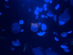 -江和美海洋公园