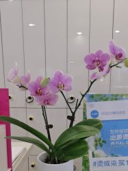 -YESIDO椰岛造型