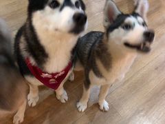 -Husky Go! 哈士奇体验馆·宠物咖啡厅狗咖