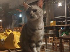 -猫猫幼稚园·撸猫·桌游·电玩