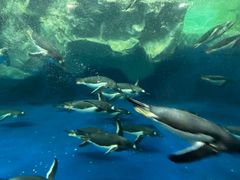 -凯莉-塔尔敦海洋生物水族馆