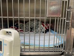 -申普宠物医院·心脏介入·心血管微创(总院)