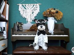 -超宠爱宠物摄影-Super pet