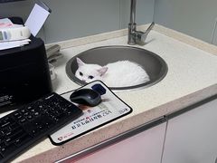 -伟伟宠物医院·瑞派猫友好医院·猫科(光谷店)