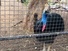 -费瑟代尔野生动物园