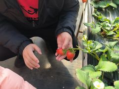 -甜心庄园·甜心草莓采摘园(西青中北店)