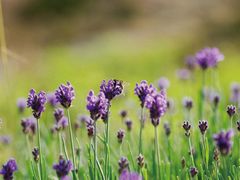 景点-北京东方普罗旺斯薰衣草庄园