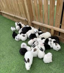 -萌宠亲子动物乐园(槐房万达店)