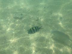 -东姑阿都拉曼海洋公园
