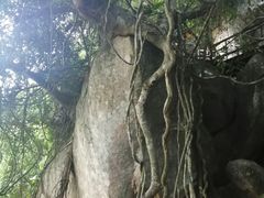 -海南霸王岭国家森林公园