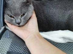-伟伟宠物医院·CT影像中心·瑞派犬猫综合性门诊(汉口总院)