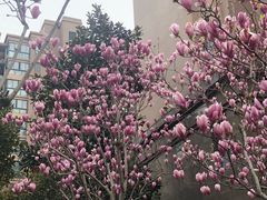 -上海人家花樣年华(中山公园店)