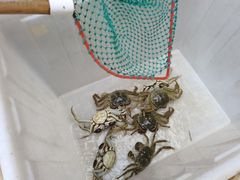 -蟹状元大闸蟹·年货·粽子(成都成华店)