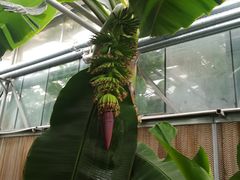 -呀路古热带植物园