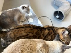 -Cappucimeow猫咪咖啡馆(韦伯时代店)