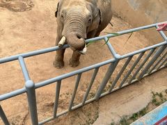 -西霞口神雕山野生动物世界