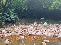 -广州长隆飞鸟乐园