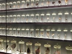 -贝林大翅鲸简餐厅(国家海洋博物馆店)