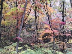 -关门山森林公园