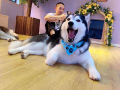 -Husky Go! 哈士奇体验馆·宠物咖啡厅狗咖