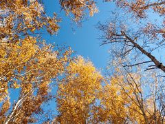 -北极村旅游风景区