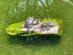 -龙华寺