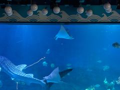 -烟台海昌鲸鲨海洋公园