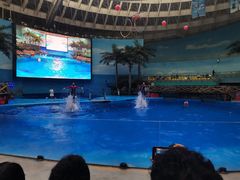-海合安成都极地海洋公园