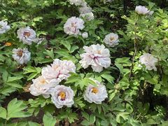 -洛阳市隋唐城遗址植物园