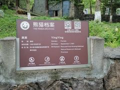-都江堰中华大熊猫苑