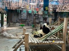 -栾川竹海野生动物园