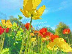 -上海共青森林公园