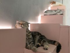 -猫儿山۰猫主题餐厅