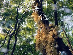 -天鹿湖森林公园