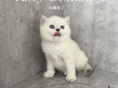 -小猫来了·猫舍(红山六九七九店)