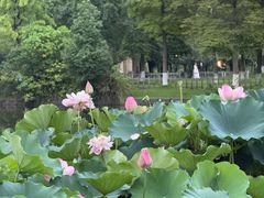 -成都南湖公园