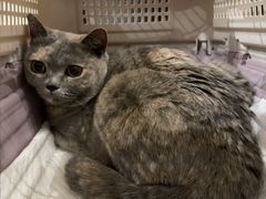 -北京派仕佳德动物医院·超导核磁·CT·神经科·骨科·内外科·急重症管理中心