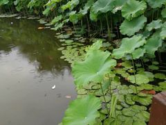 -陈家山荷花公园