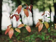 -梅州雁山湖国际花园度假区