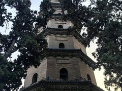 -合肥滨湖国家森林公园