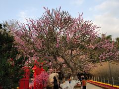-广东茂名森林公园