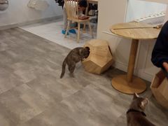 -楼上猫咖(罗湖店)